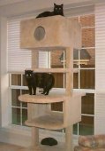 Cat Condo