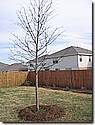 IMG_0003a.JPG