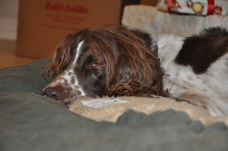 xmas2010-42.JPG