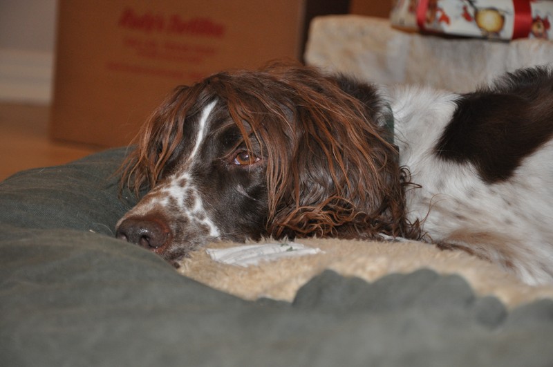 xmas2010-43.JPG