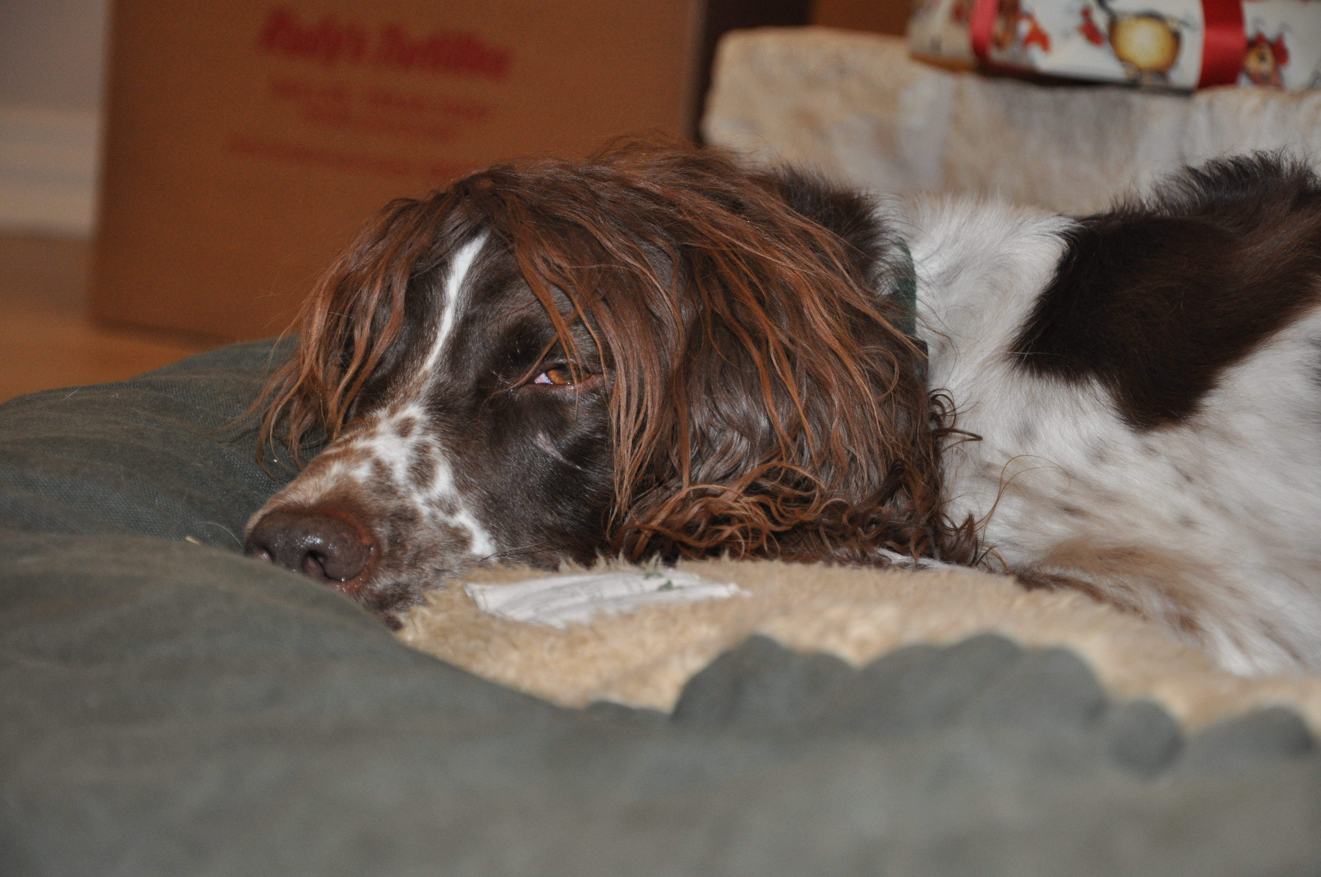 xmas2010-42.JPG