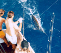 Marlin