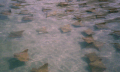 Sting Rays