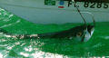Bob's Tarpon