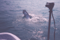 Steve's Tarpon